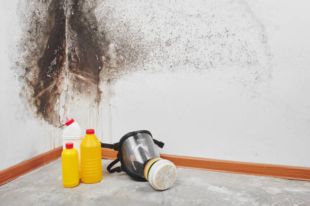 Best Residential Mold Removal  in Richmond, VA