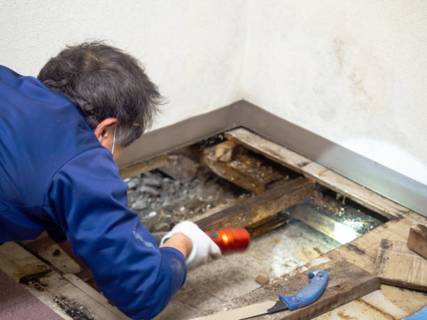 Best Mold Damage Repair  in Richmond, VA