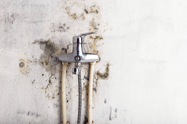 Office Mold Removal Services in Richmond, VA