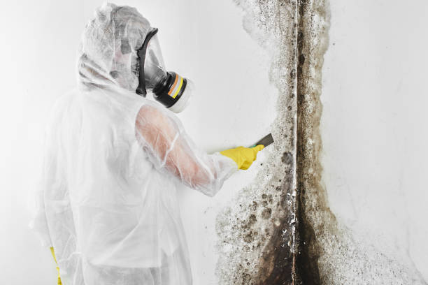 Best Mold Inspection  in Richmond, VA