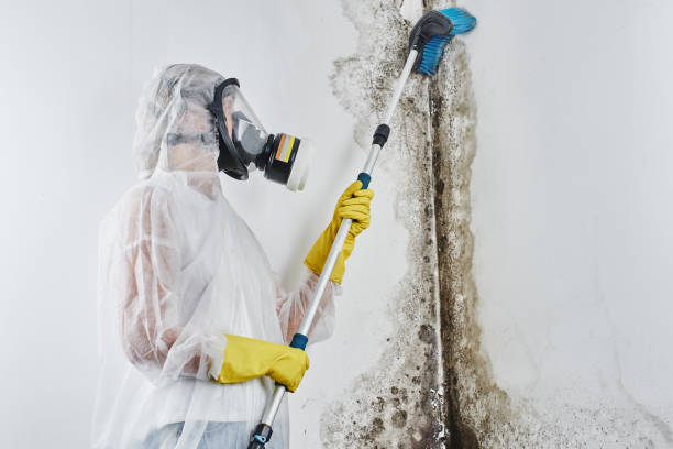 Best Black Mold Removal  in Richmond, VA