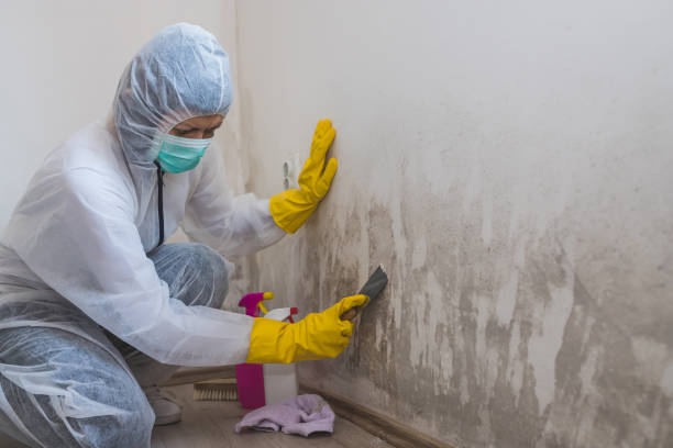 Best Professional Mold Removal  in Richmond, VA