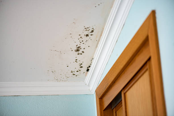 Best Office Mold Removal Services  in Richmond, VA