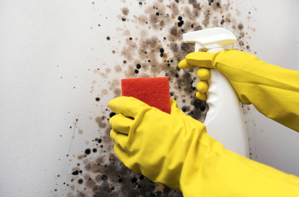 Best Local Mold Removal Service  in Richmond, VA