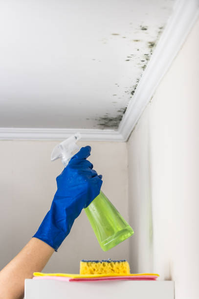 Best Mold Cleaning Services  in Richmond, VA